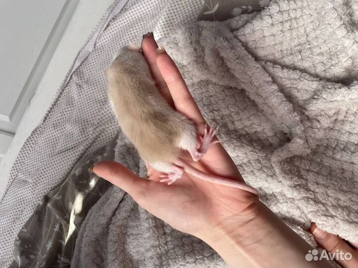 Крыса дамбо