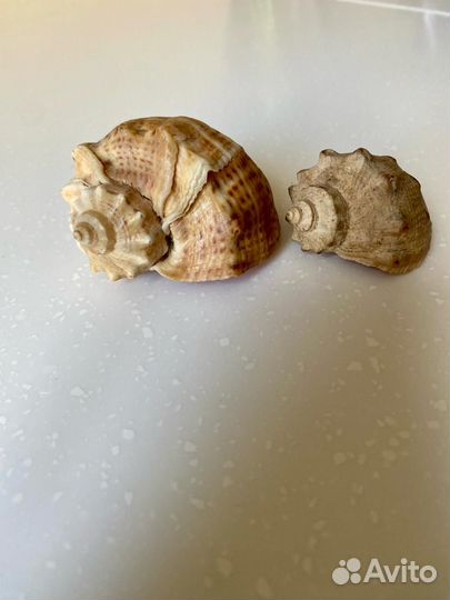 Ракушка рапан