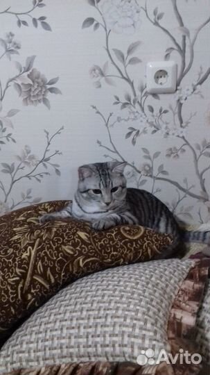 Шотландский кот для вязки