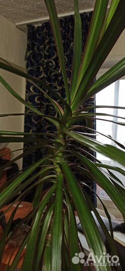 Драцена маргината