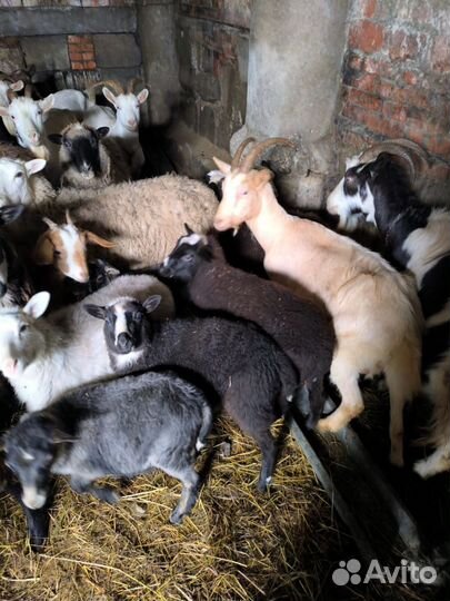 Коза и овца