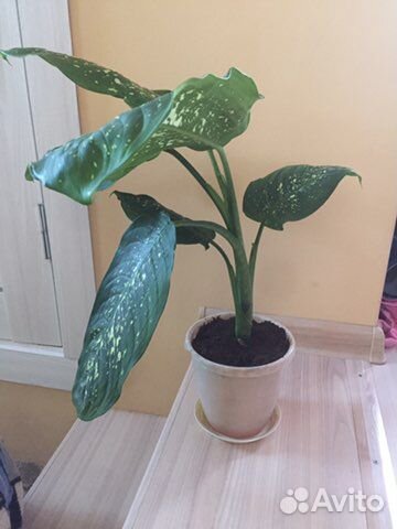 Диффенбахия