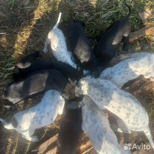 Щенки далматинца