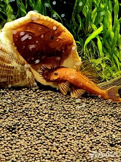 Аквариум с тумбой