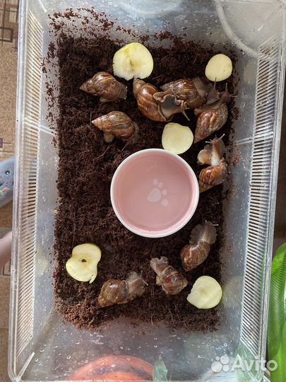 Гигантские африканские улитки ахатины