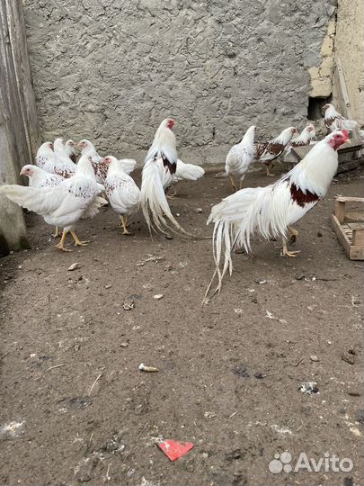 Йокогама куры ия