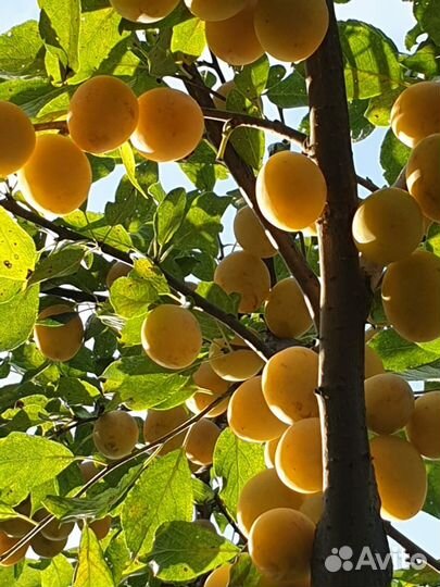 Саженцы смородина ежевика слива медовая