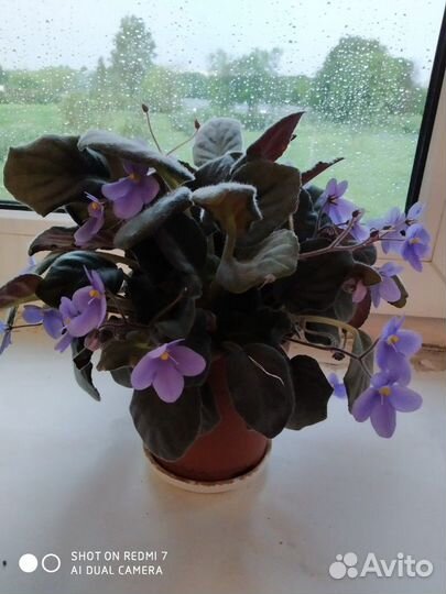 Фиалка фиолетовая сиреневая