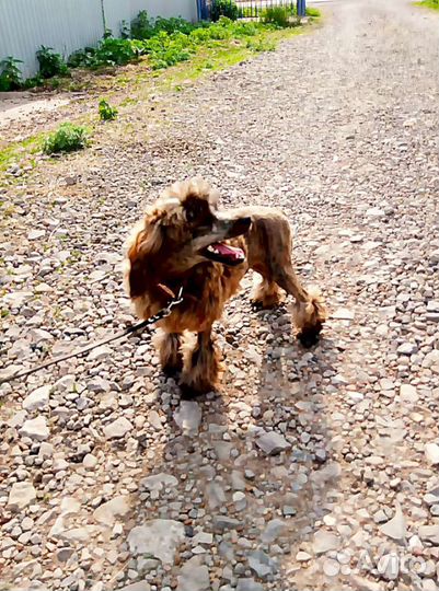 Мальчики пуделечки мини