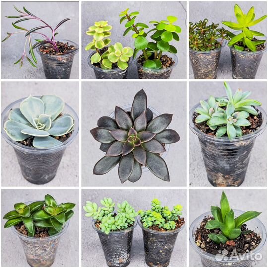 Суккуленты