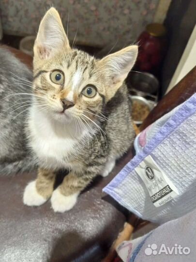 Очень милый котик,2.5 мес,в добрые ручки