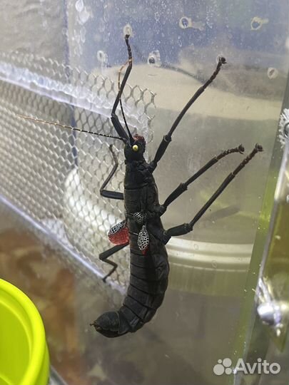 Перуанский палочник