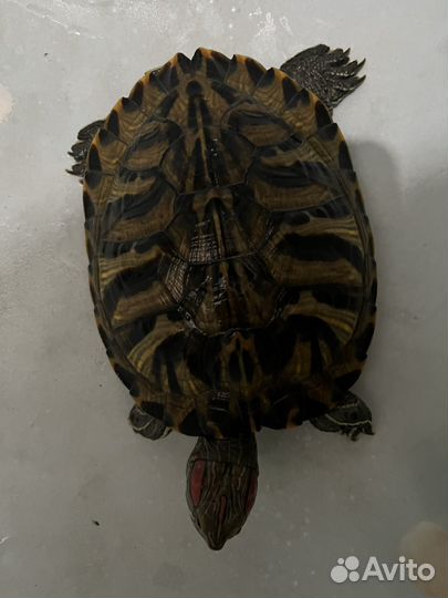 Красноухая черепаха