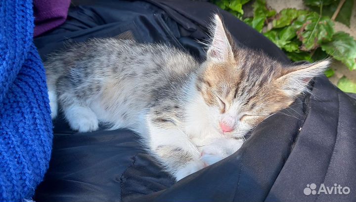 Котёнок в дар