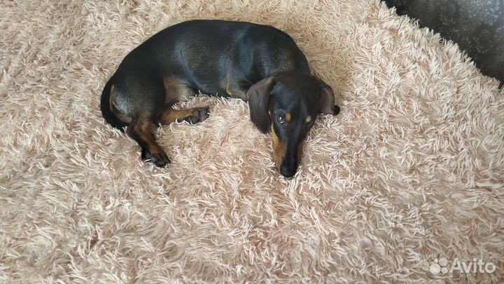 Вязка карликовая такса