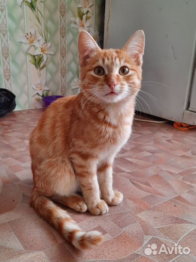 Отдам в добрые руки котят