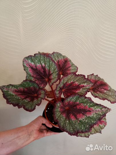 Бегония декоративно лиственная