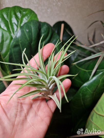 Атмосферные Тилландсии разные сорта