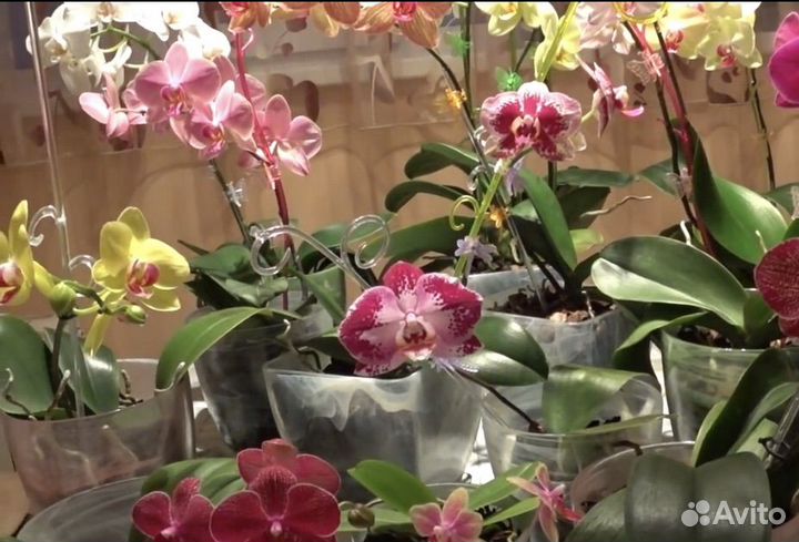 Горшок стеклянный для орхидей d 14,5