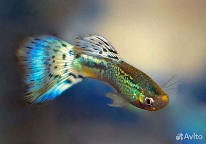 Рыбки гуппи