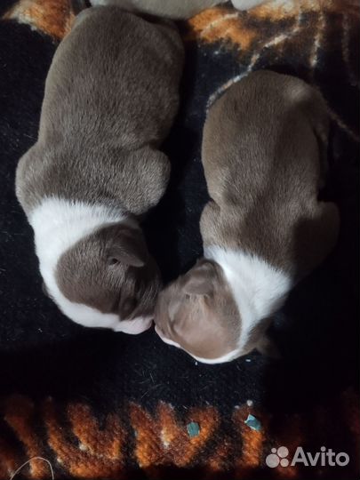 Щенки питбуля