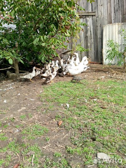 Мускусные утки, цесарки