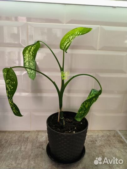 Диффенбахия, толстянка