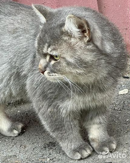 Кот ищет дом
