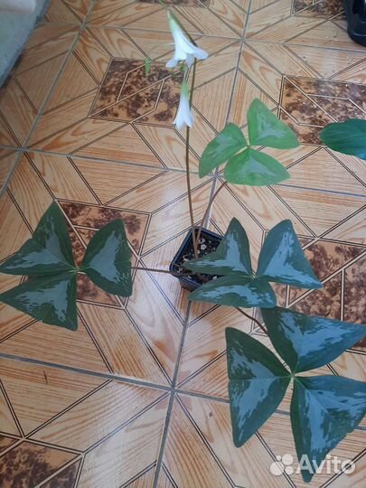 Комнатные цветы