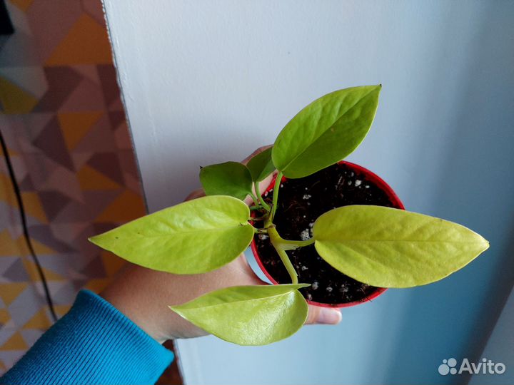 Филодендрон лимон лайм