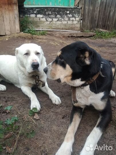 Щенки алабая