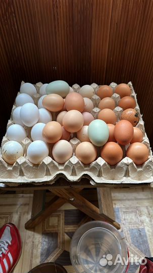 Домашние куриные яйца