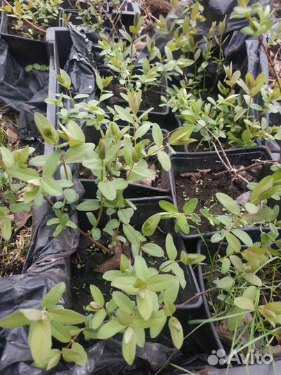 Саженцы жимолости