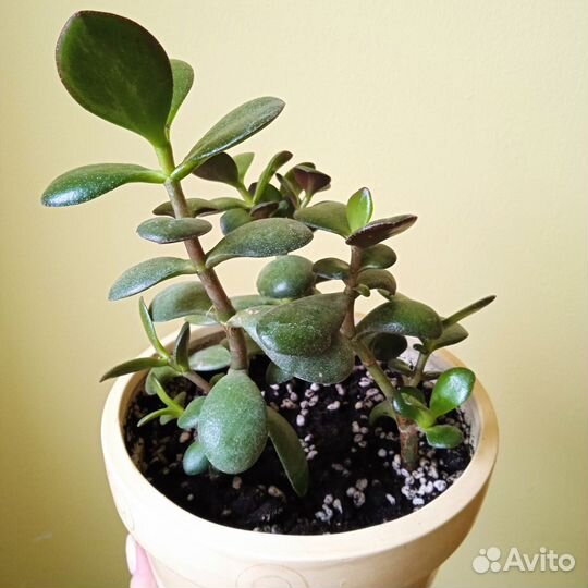 Комнатные цветы