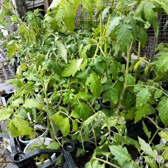 Рассада помидор