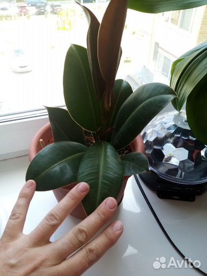 Цветы комнатные