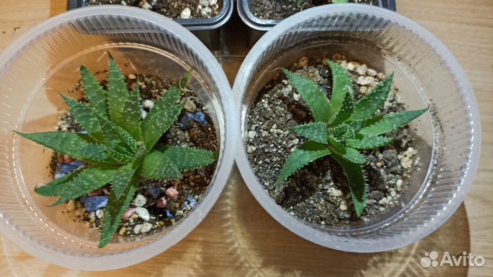 Алоэ остистое. Хавортии