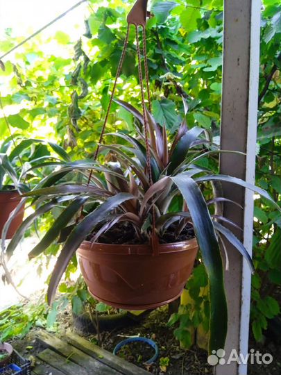 Бромелии в ассортименте