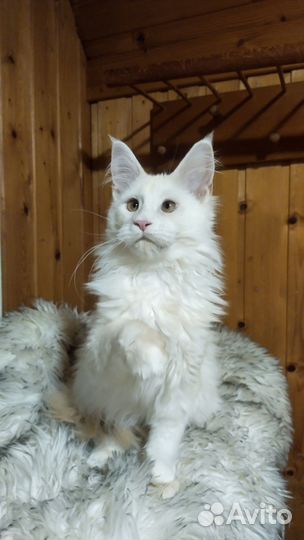 Девочка Мейн Куна Nala