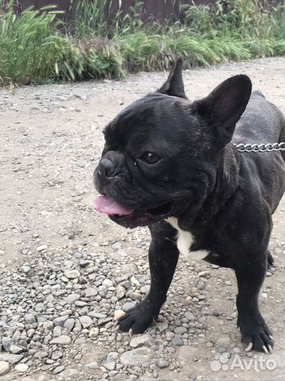 Вязка Французский бульдог