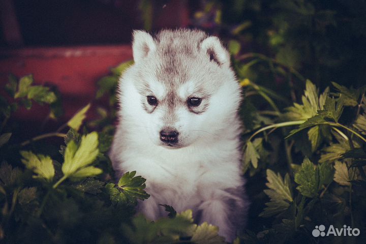 Породистые щенки сибирский хаски