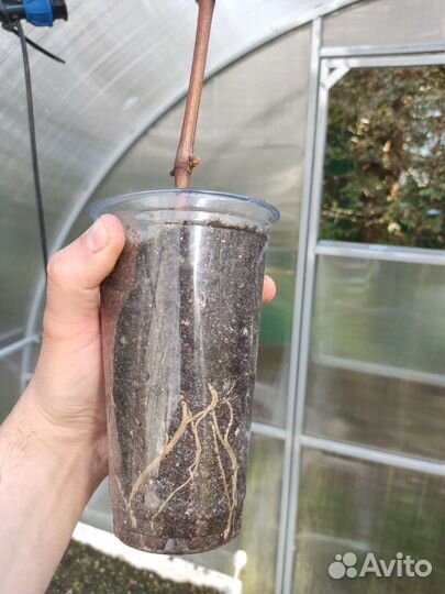 Саженцы винограда сорт 