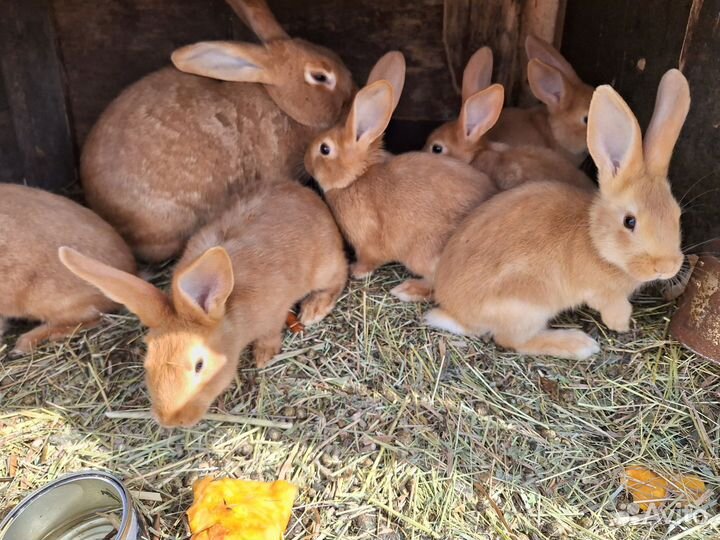 Кролики крольчата