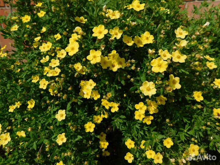 Лапчатка кустарниковая