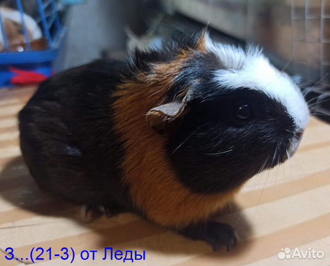 Морские свинки