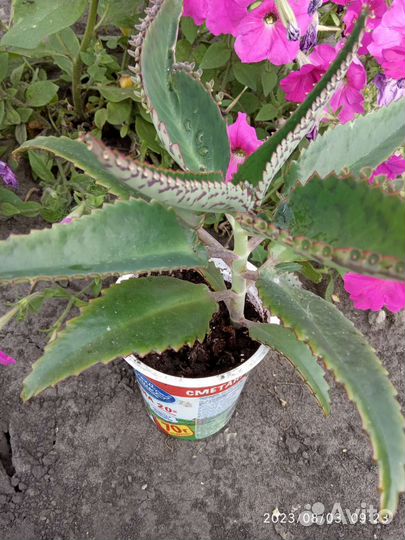 Каланхоэ лечебный, алоэ, индийский лук