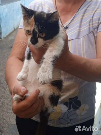 Трехцветная кошечка ищет дом