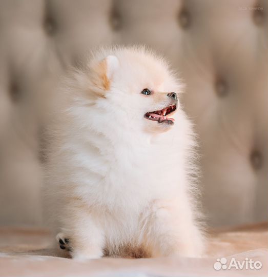 Померанский шпиц девочка