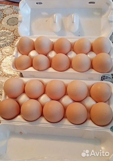 Домашние куриные яйца