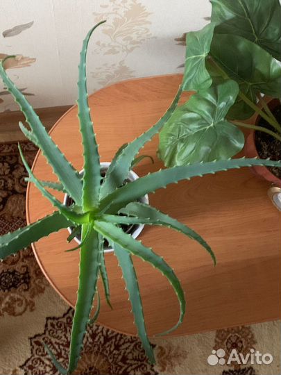 Алоэ (столетник) комнатные цветы